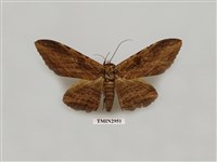 藏品(夜蛾318)的圖片